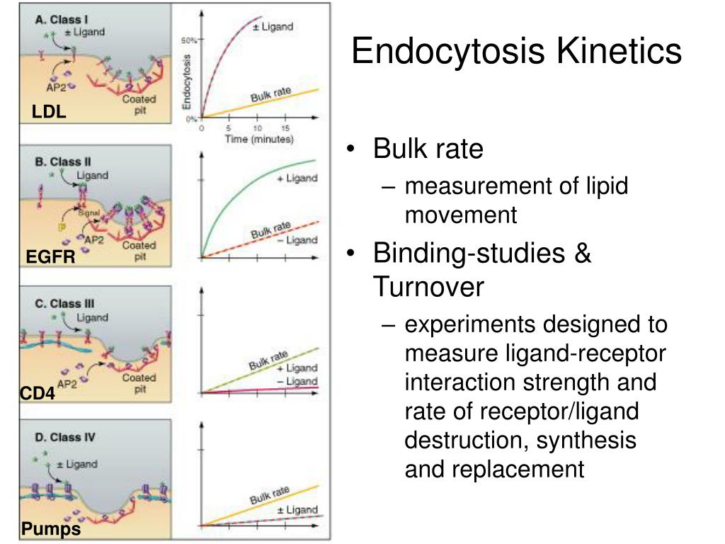 The Kinetics Of Endocytosis At A Ribbon Type Synapse Capacitance C M