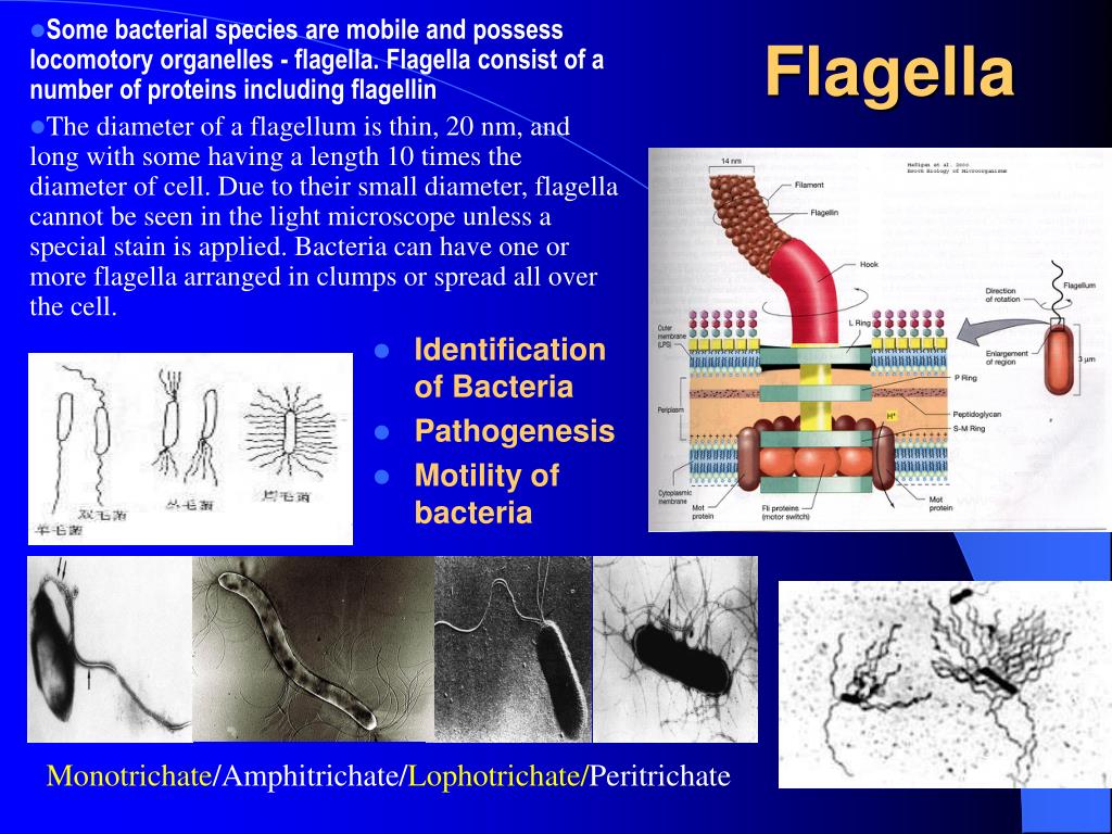 Flagella Mediated Motile Assay On C Di Gmp Metabolism Mutants Of D
