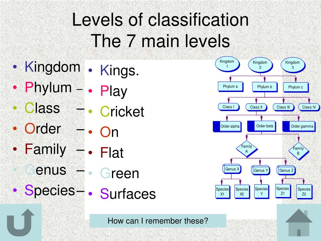 Classification Biology Notes For Igcse 2014