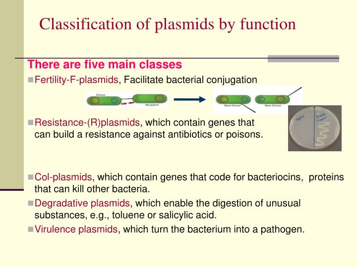 Plasmid Definition Structure Classification And 5 Reliable Function