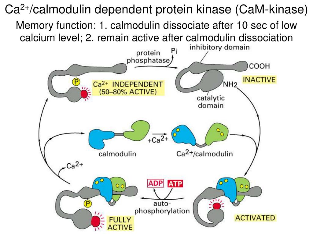 Calmodulin Blocks Myo1c Receptor Interaction Left Columns Actin