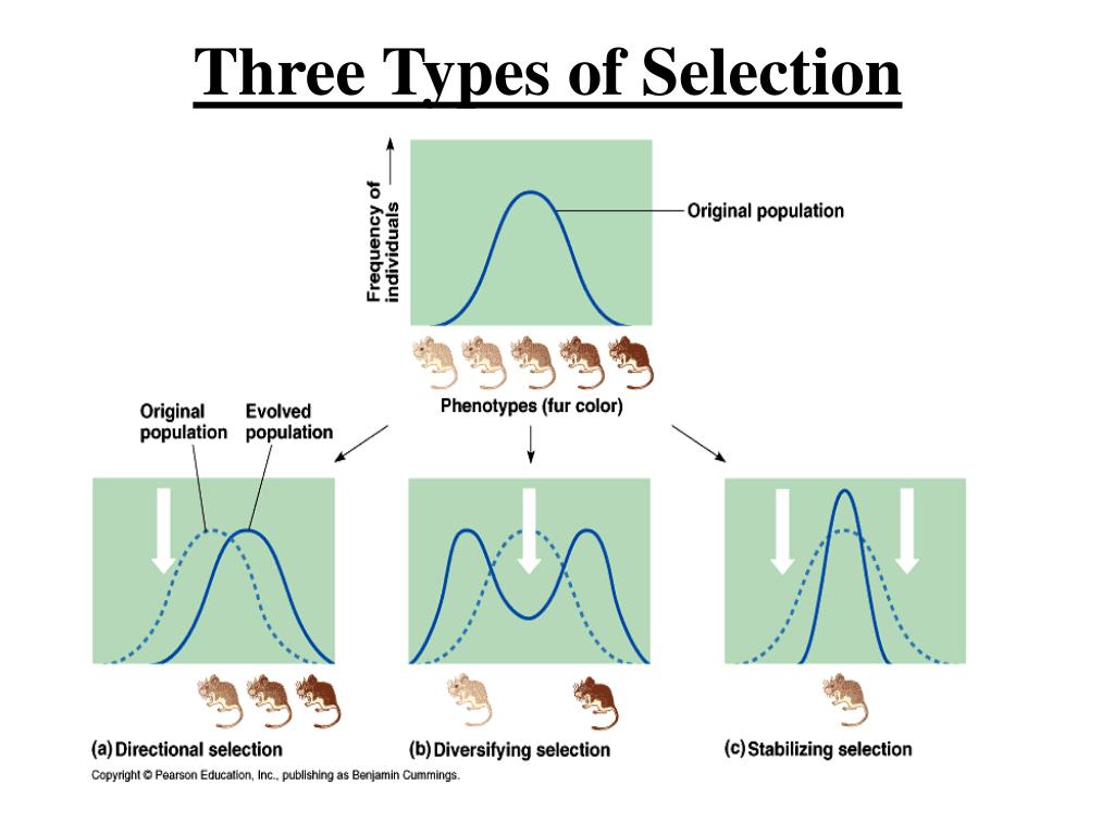 Selection Of Cpg Island And Primer Design For Methylation Specific Pcr