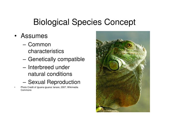 4 1 Species Communities And Ecosystems Flashcards Quizlet
