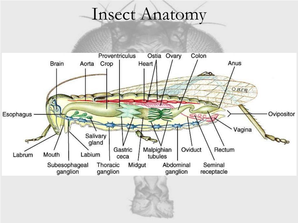 What Is Insect Morphology