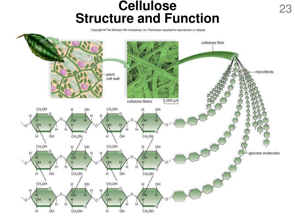 Cellulose Nanocrystal Reinforced Conductive Hydrogels With Anti