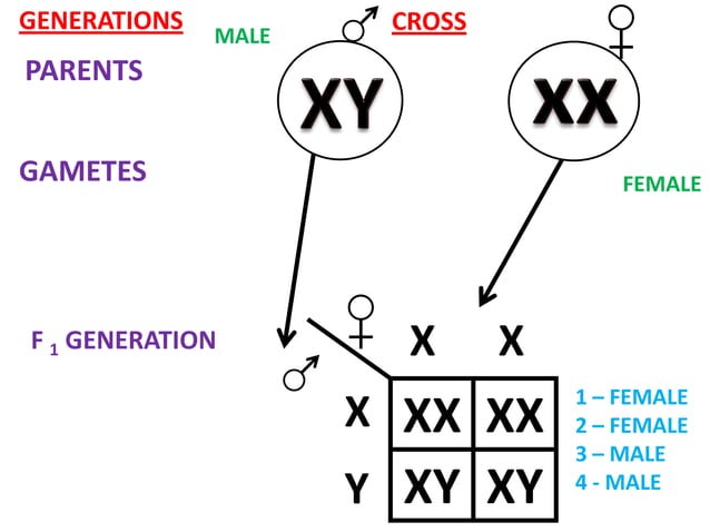 Alternatives To Amelogenin Markers For Sex Determination In Humans And