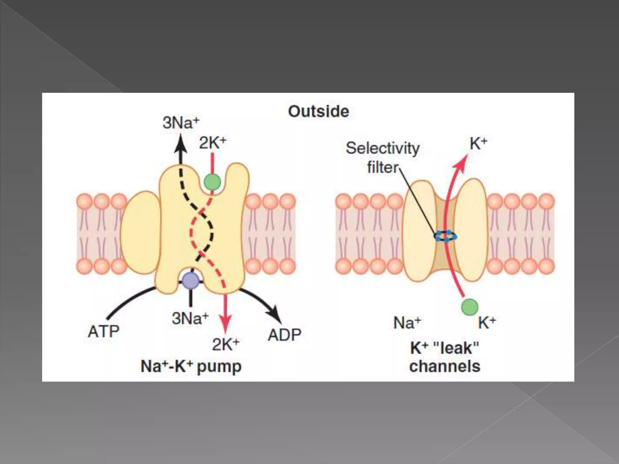Resting Membrane Potential Vm And Intracellular Ca 2 Concentration
