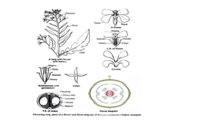 Brassicaceae Pdf Plant Reproduction Plant Morphology