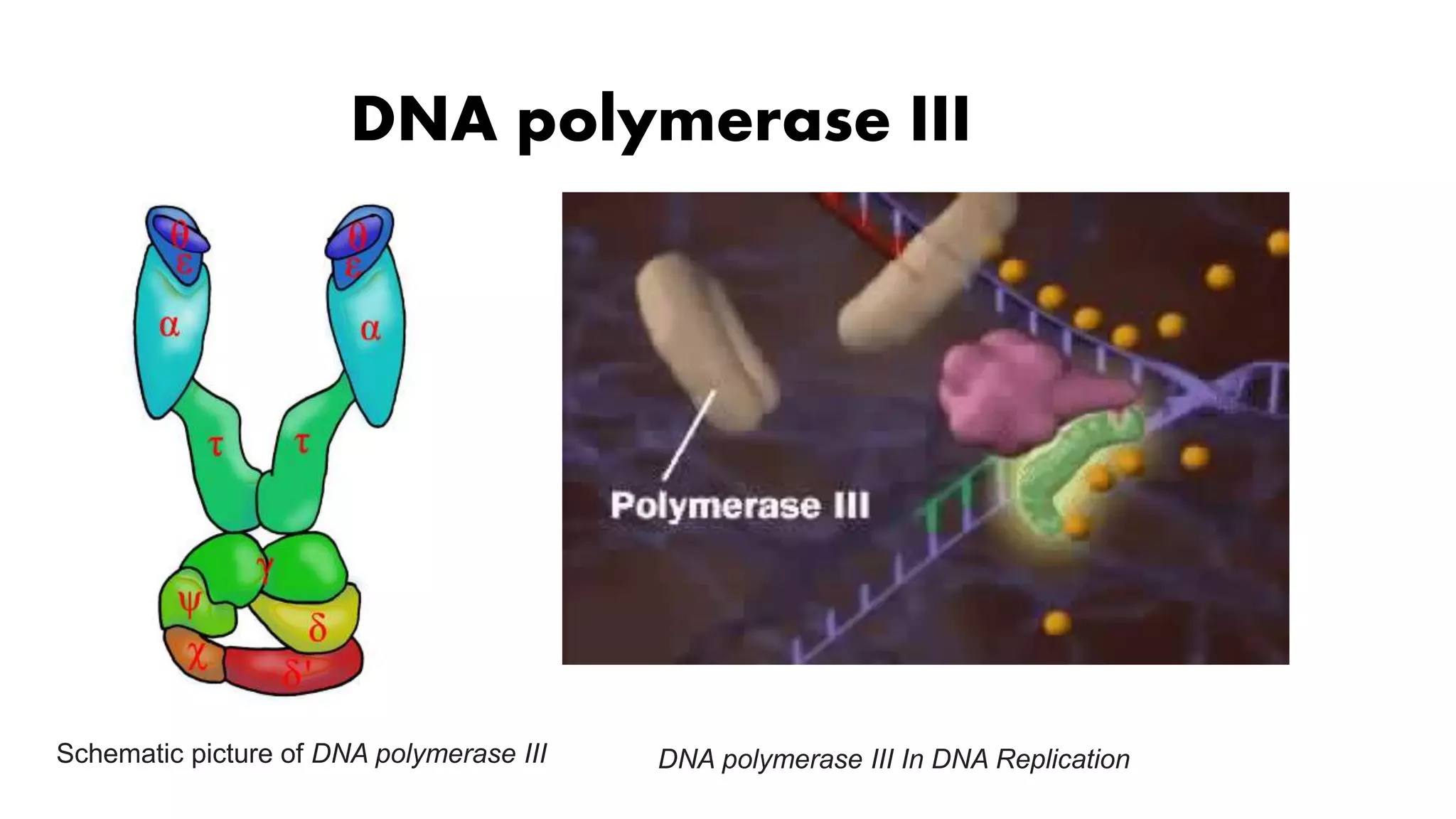 Polymerase Chain Reaction Edzion