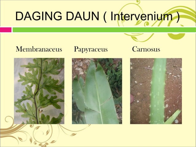 KONSEP FOLIUM (Daun) | PPT 