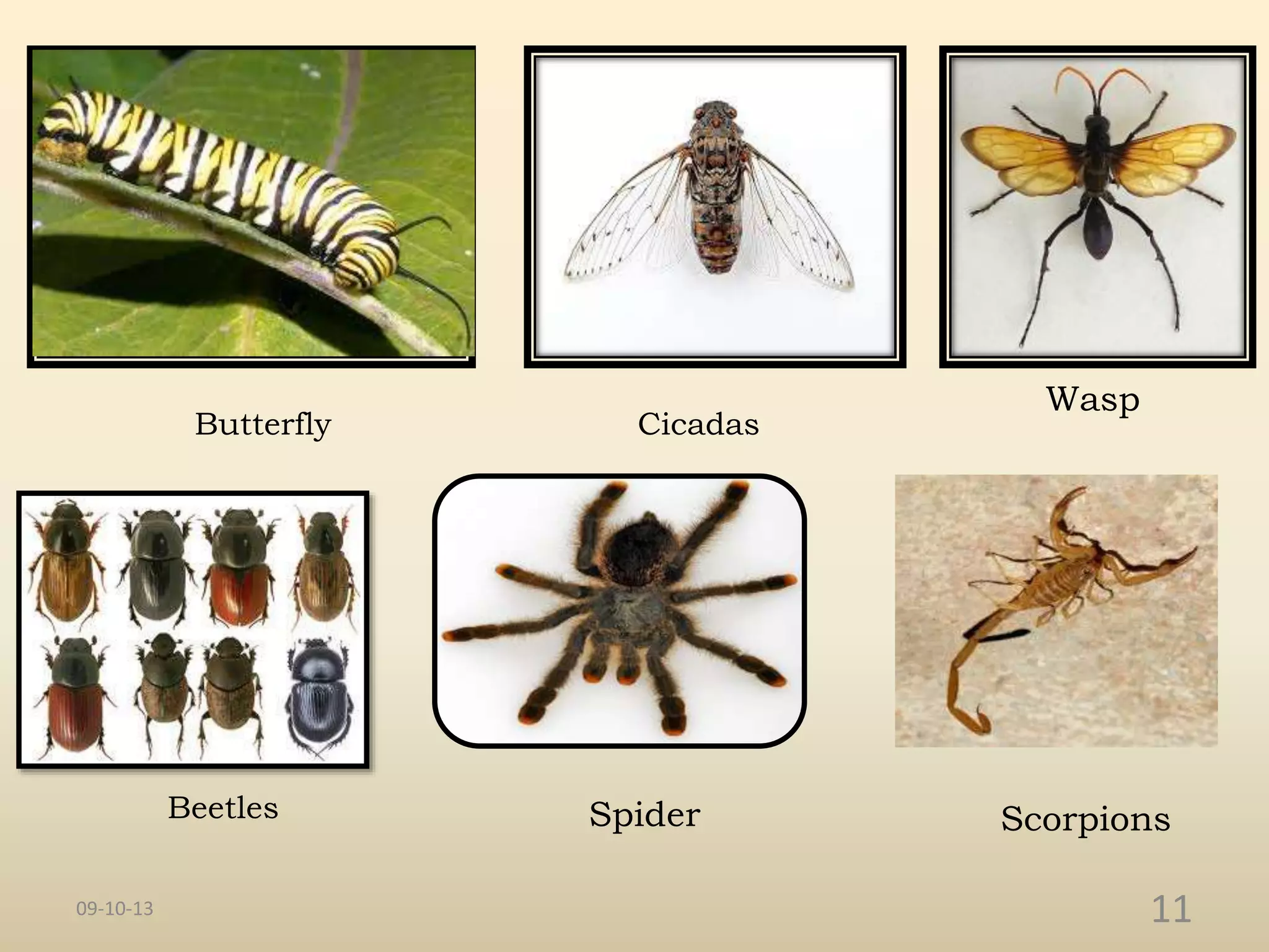 Insects Of Hawaii Vol 16 Hawaiian Carabidae Coleoptera Part 1