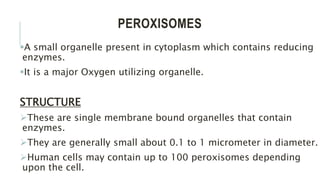 Peroxisomes Are Found In Only A Few Specialized Types Of Eukaryotic