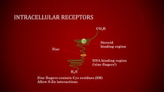 Intracellular Receptors Geeksforgeeks