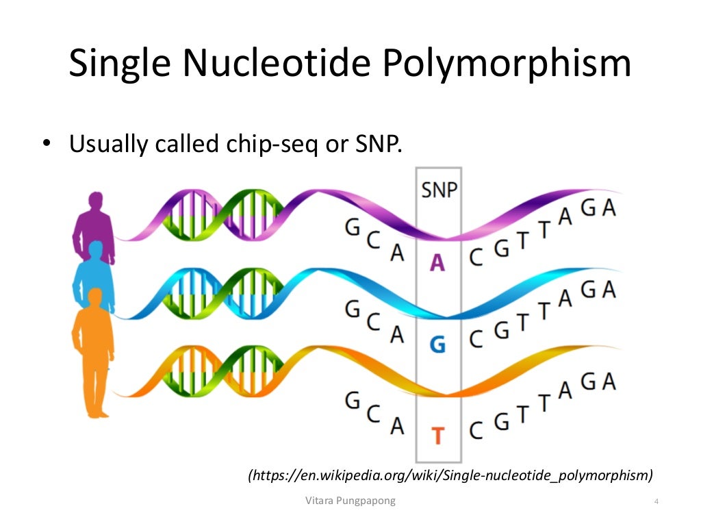Detection And Genotyping Of Single Nucleotide Polymorphism Sites Of