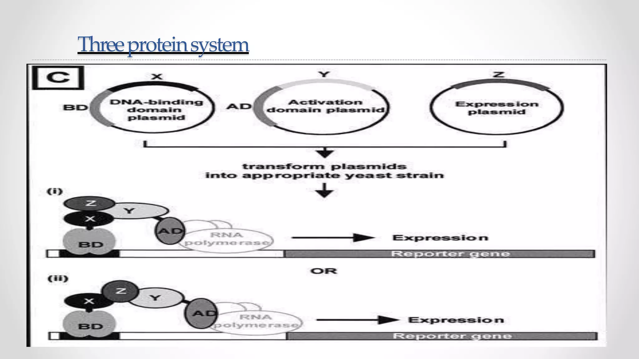 The Classical Yeast Two Hybrid System For Biosensing Protein