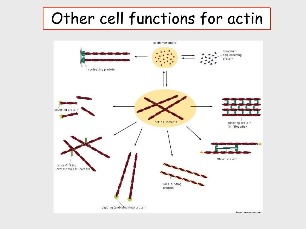 Actin Filament And Myosin Filament Structure Myosin Muscle Posters