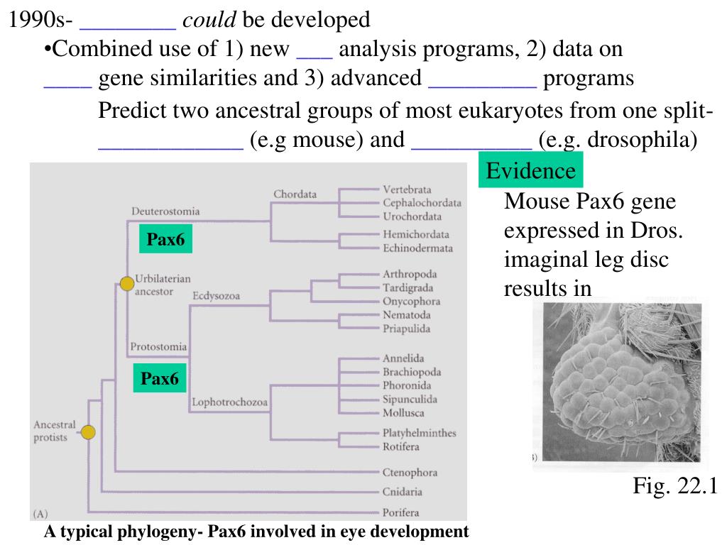 Evolutionary Mechanisms Of The Emergence Of The Variants Of Concern Of