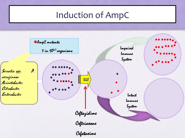 Role Of Ampc On Rhogtpases Activities And Commitment Of Multipotent
