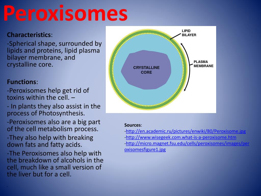 Peroxisomes Creation Structure And Functions Infinity Learn By Sri