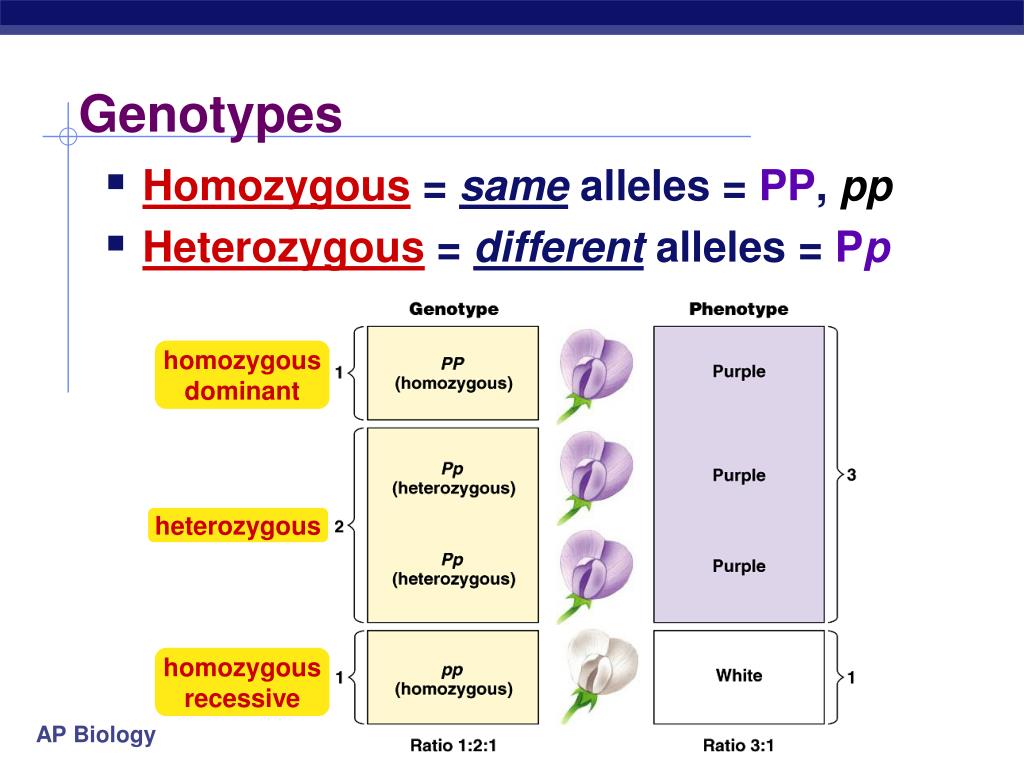 Genotype And Phenotype Practice Worksheet Answer Key Printable Word