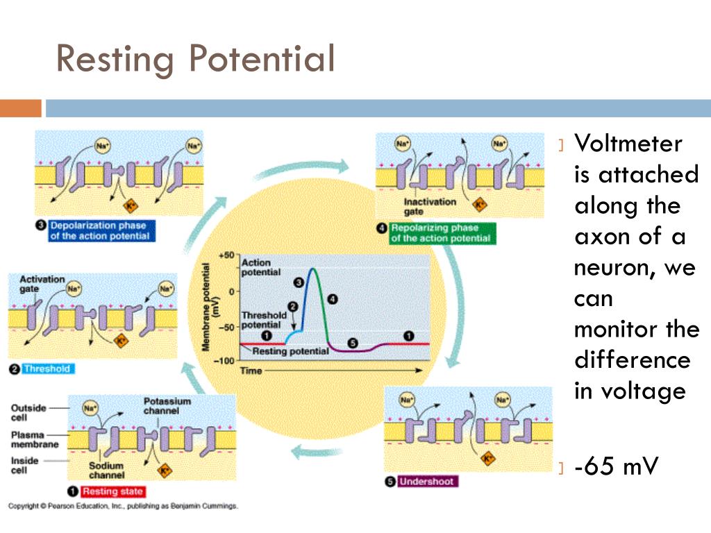 Define Resting Potential