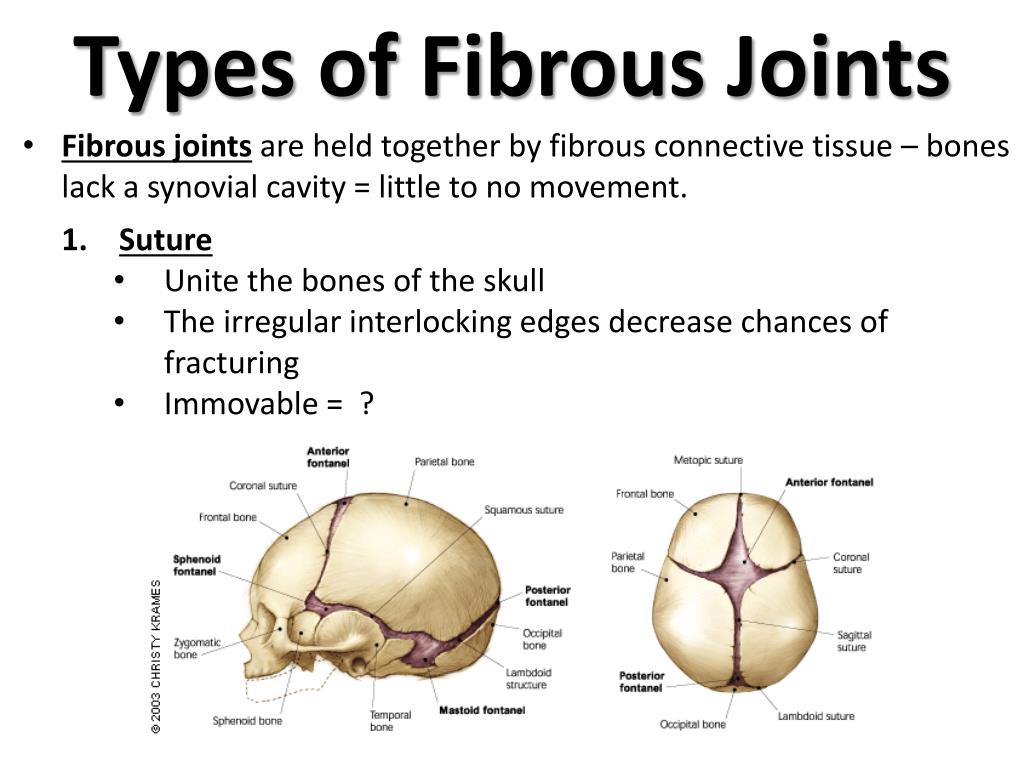 Fibrous Proteins Ppt