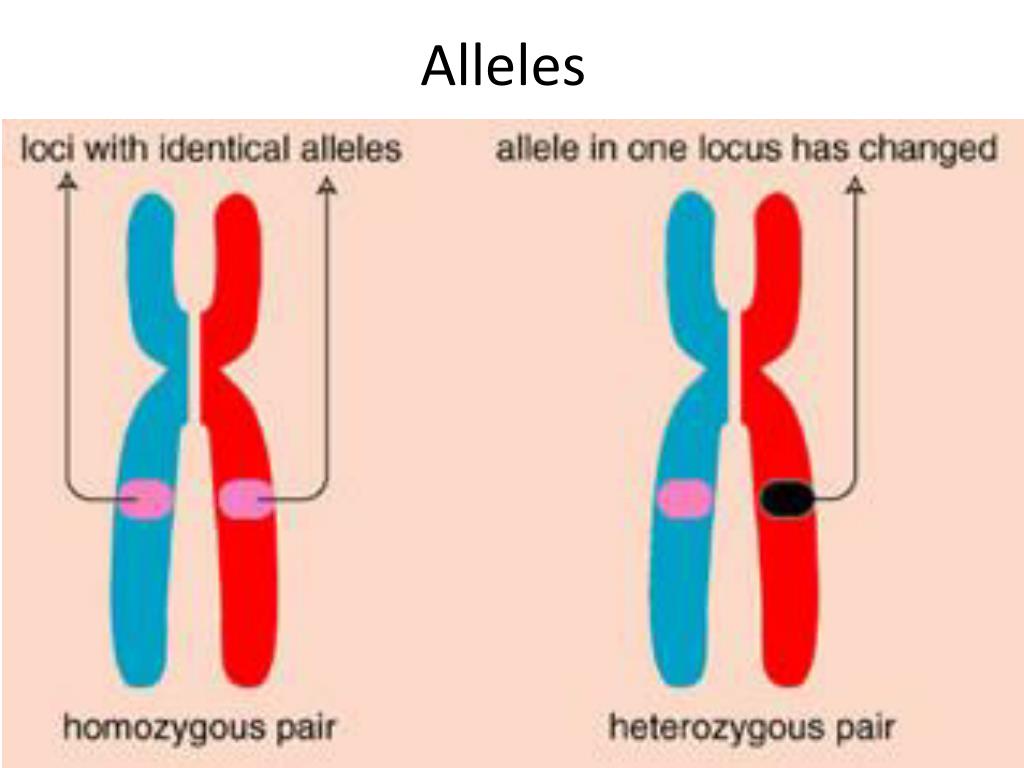 Allele Definition Image Gamesmartz