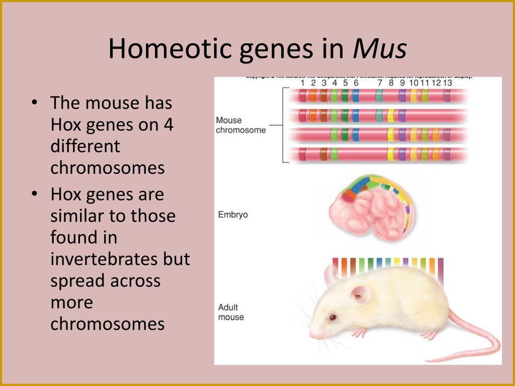 Homeobox Genes Ppt