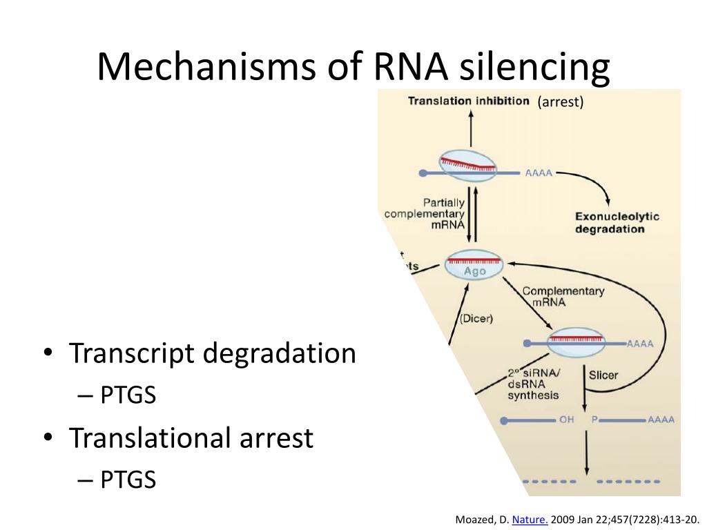 Hypothetical Model Of Rna Mediated Gene Silencing For Details See