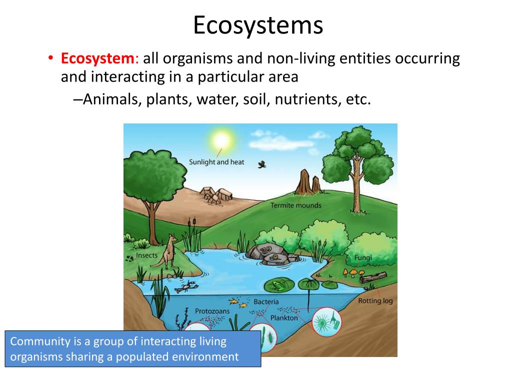 Ecosystem Diagram Marine Ecosystem Diagram Systems Thinking