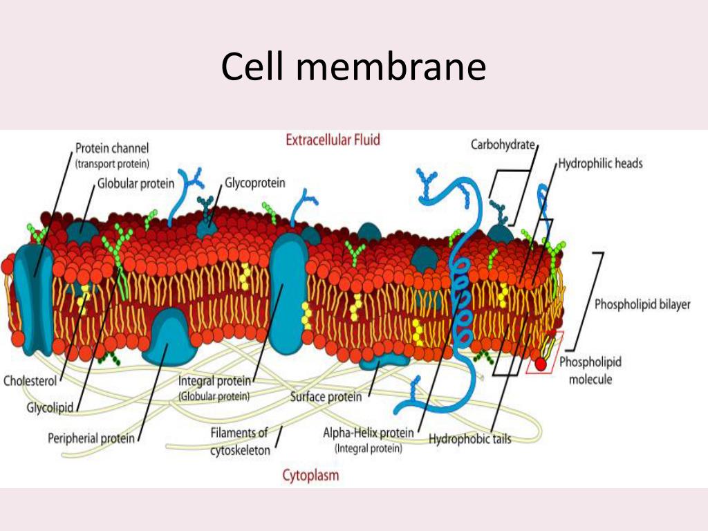 Membrane Protein Transporters Flashcards Quizlet