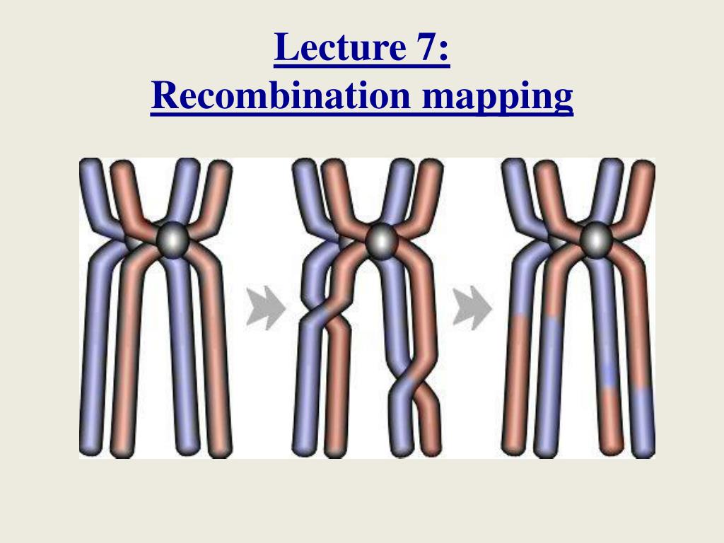 Recombination Genetic Mapping Learn Genomics