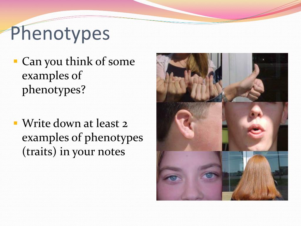 Phenotype Plasticity Mask