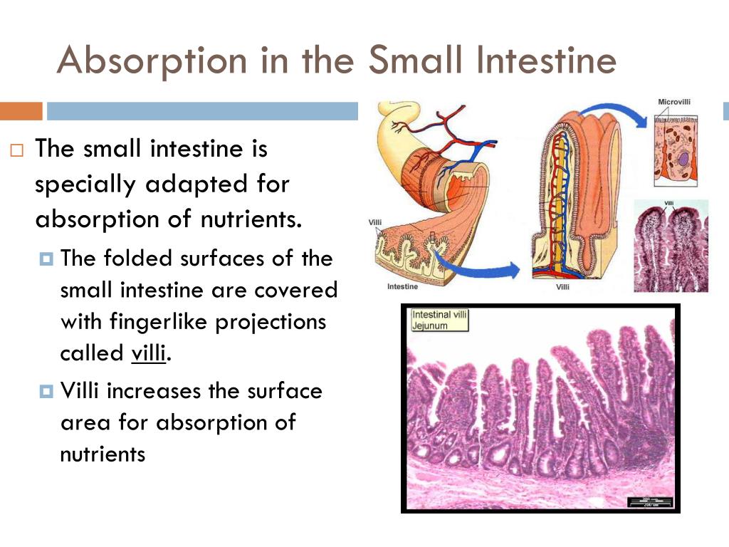 Absorption And Metabolism Of Protein