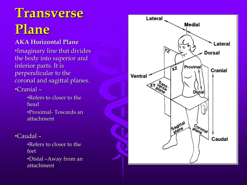 Transverse And Longitudinal Waves Pptx Geology Science