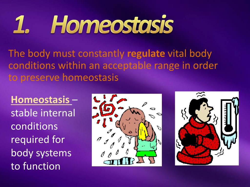 Homeostasis Exemplified Animal Information Sheet Pdf Homeostasis