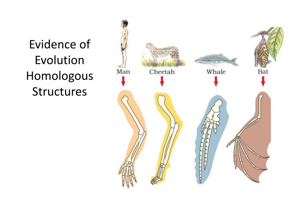 Comparative Anatomical Evidence Of Evolution Homologous And Analogous