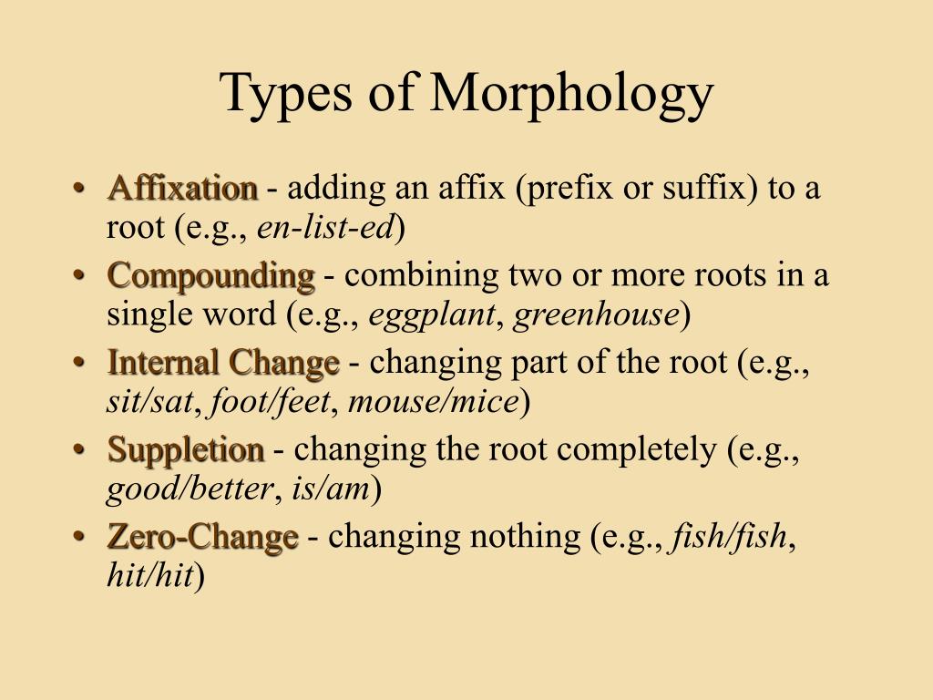 Morphology Of The Normal And Embryoless Wheat Grains Of The Mtl