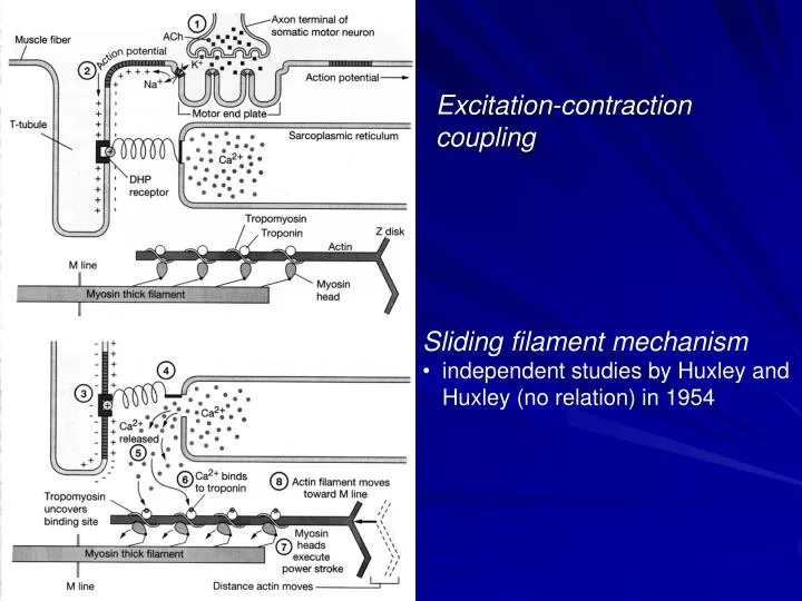 Excitation Contraction Coupling Extracellular And Intracellular