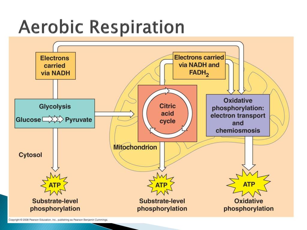 Respiration Exercise Sser Ltd Shop
