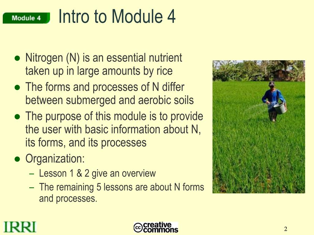 Schematic Representation Of Nitrogen Transformations In Legume Based