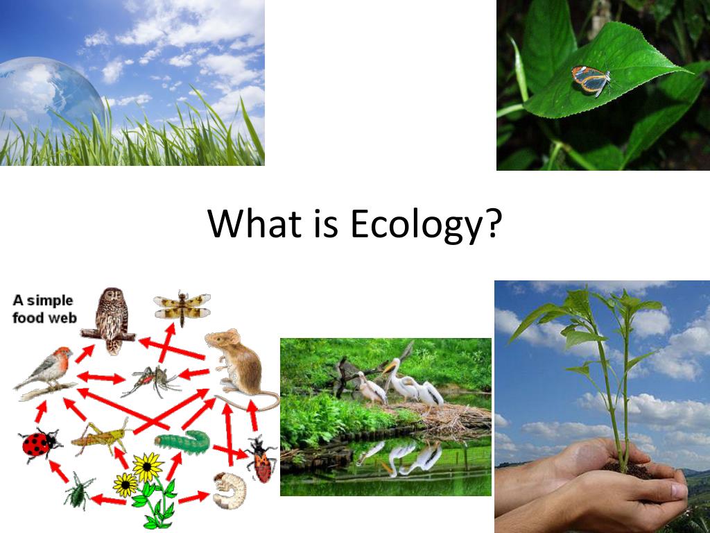 Ecology Of Interactions Between People And Nature Kevin J Gaston