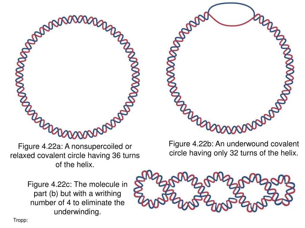 Model Of The Interwound Supercoiled Bacterial Chromosome A Possible
