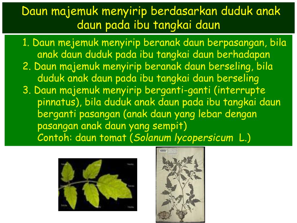 15+ Dasar Teori Daun Majemuk PDF , Untuk Mempercantik Ruangan 