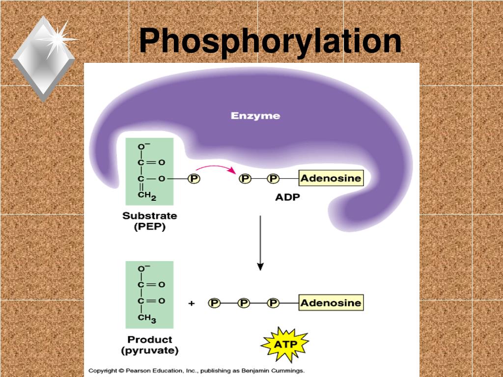 Phosphorylation Of Dam1 By Mps1 Promotes Processive Migration On