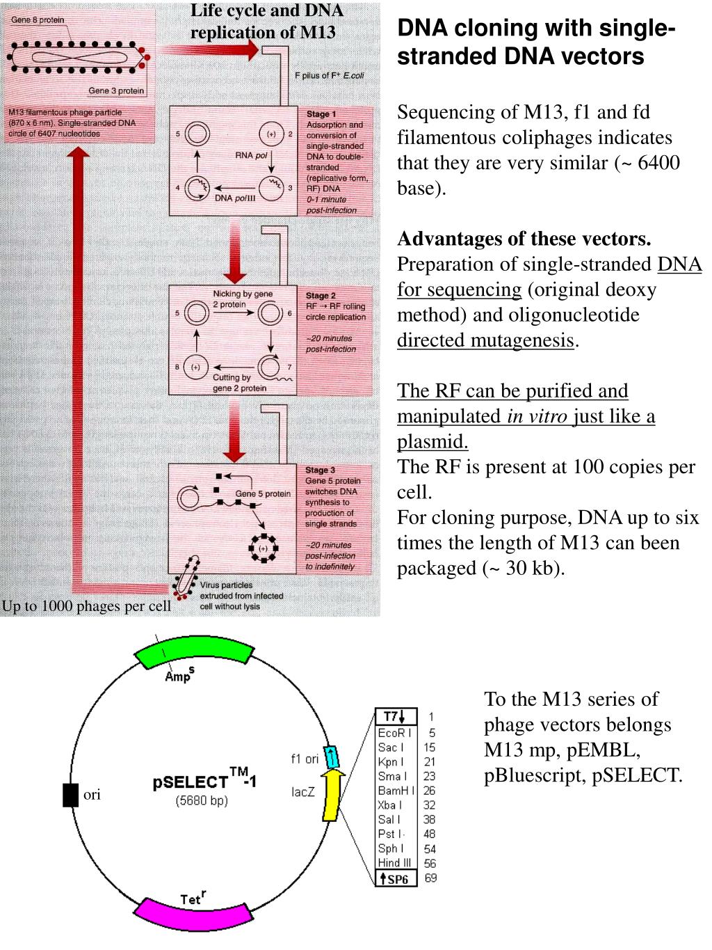 40 Cloning Scheme Of Helper Phage M13co1 Download Scientific Diagram