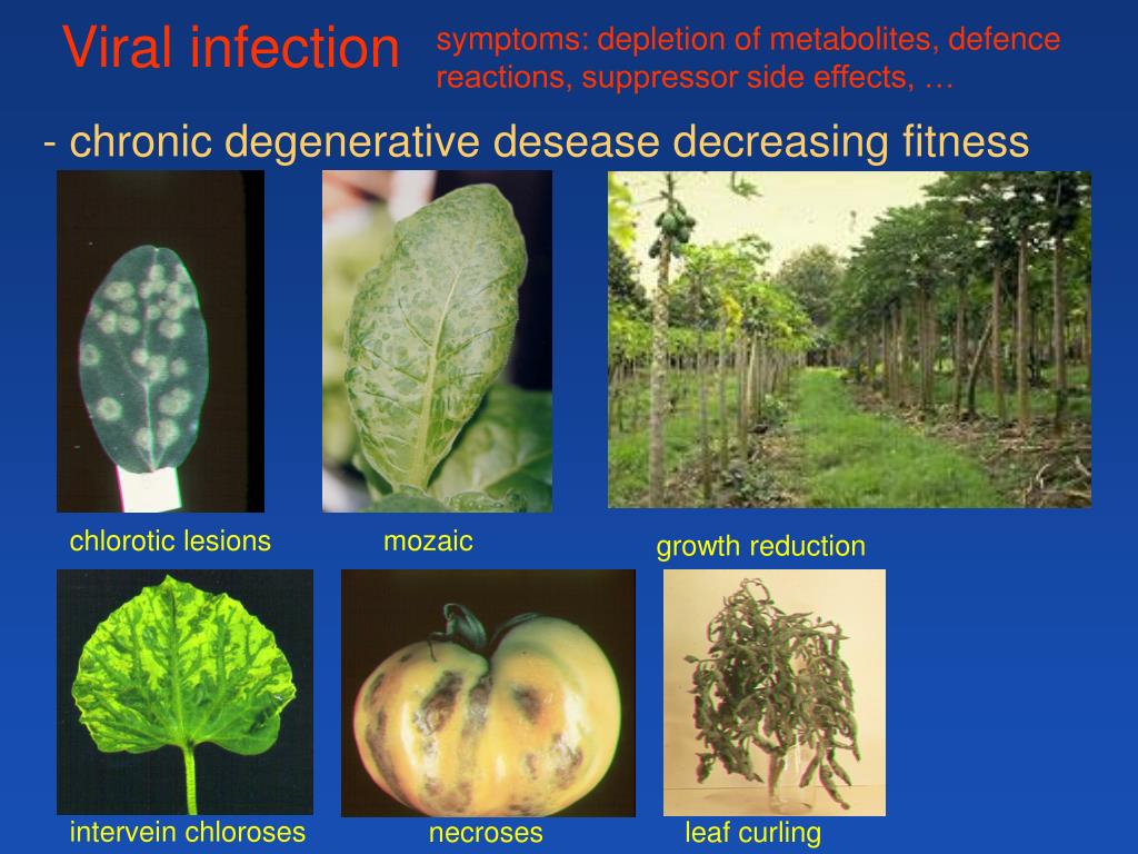 Mechanism Of Plant Resistance To Viruses Ppt