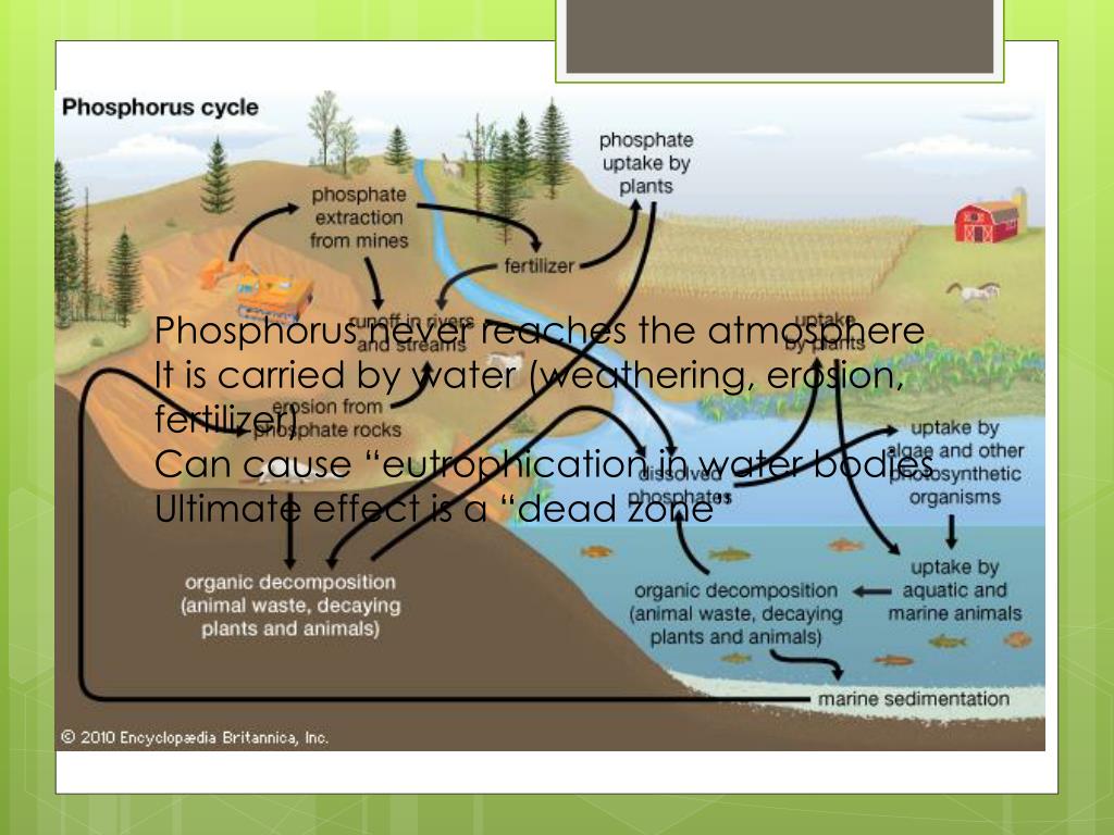 Eutrophication Ocean