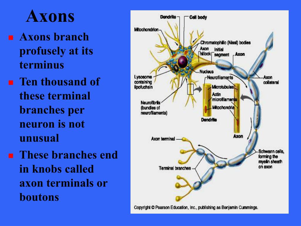 Axon Physiology Physiological Reviews
