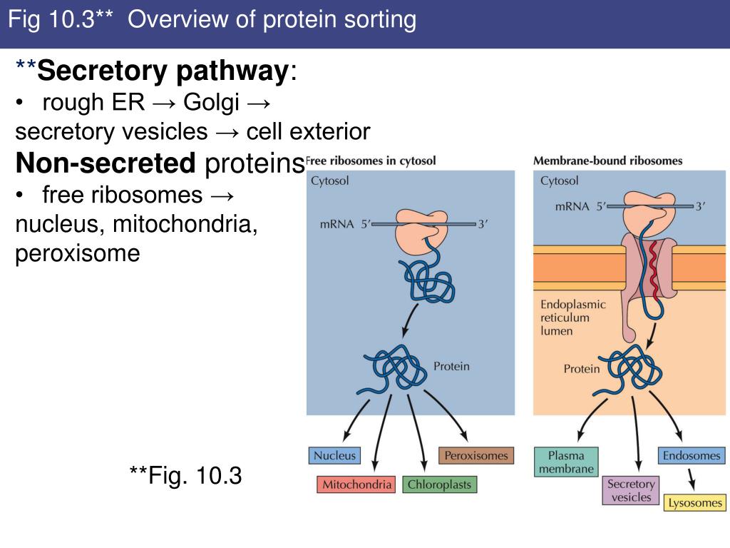 Aggregation Mediated Passive Sorting Of Secretory And Membrane Proteins